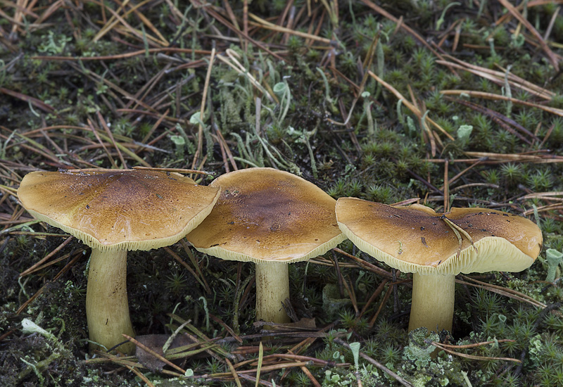 Tricholoma equestre